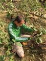 陳氏一家最小的弟弟在農園裡忙進忙出，看得出相當認真採收農作物。